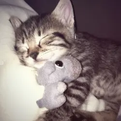 Sleeping mingming