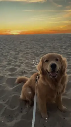 Dog moments