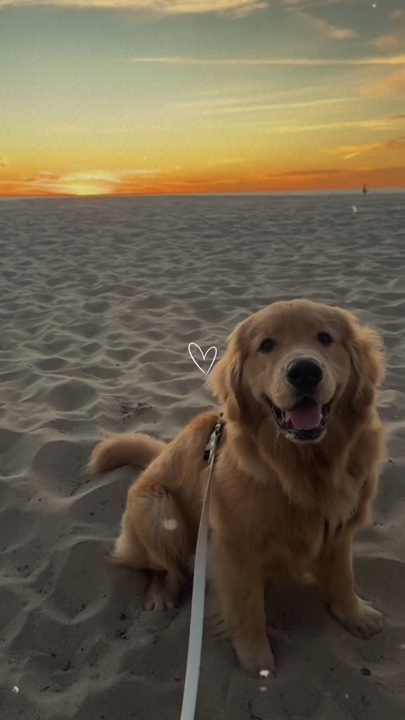 Dog moments 