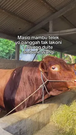 Panggah tak lakoni
