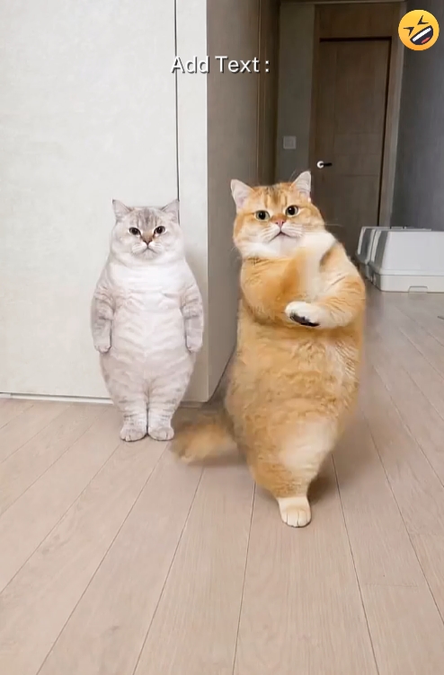 Funny Cat, 