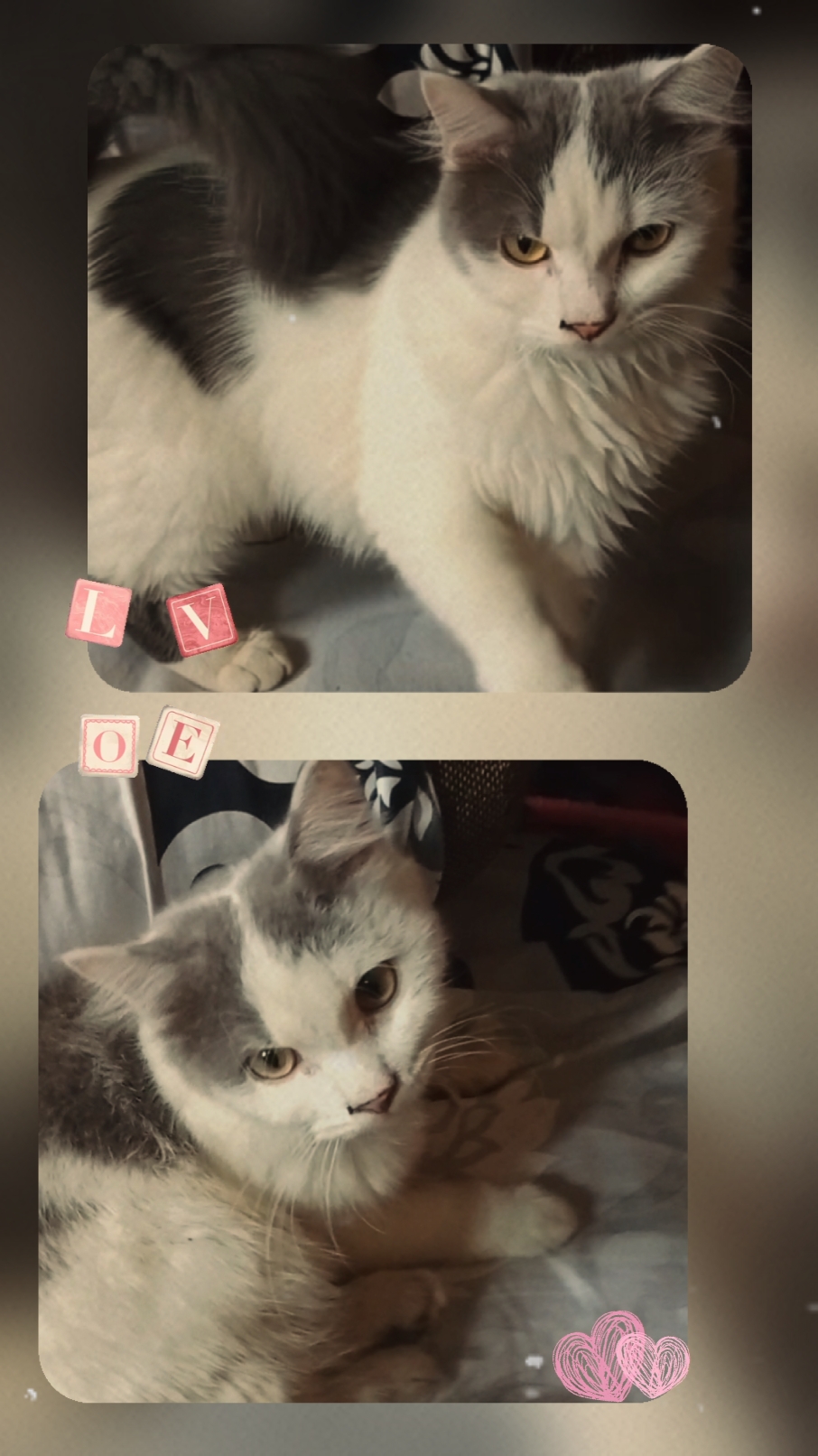 Lindo gatito 