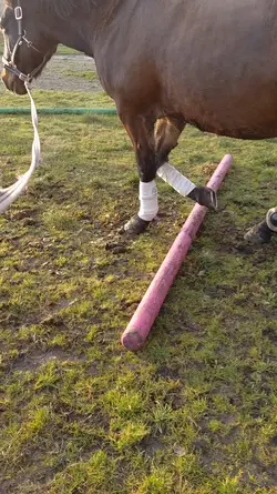 horse christmas