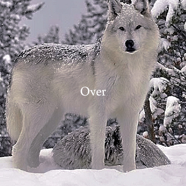 Meine Lieblingstiere