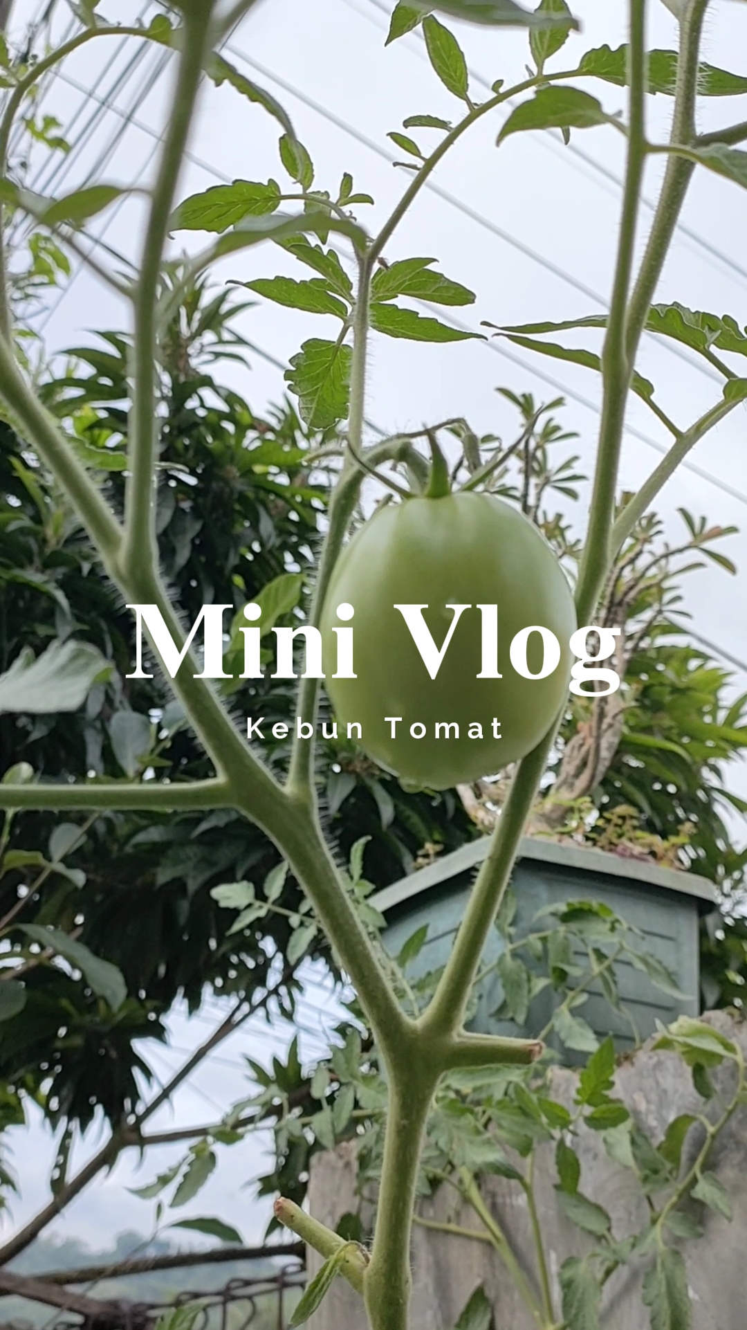 Mini Vlog Tomat
