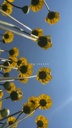 spring season