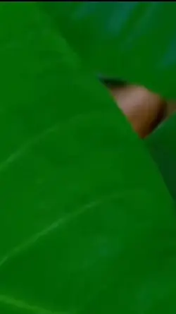 pirata