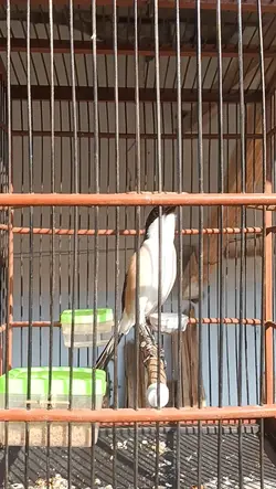 panutan kicaumania