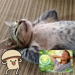 CORTISOL