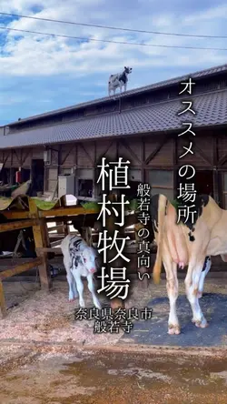 奈良の目をひく牧場
