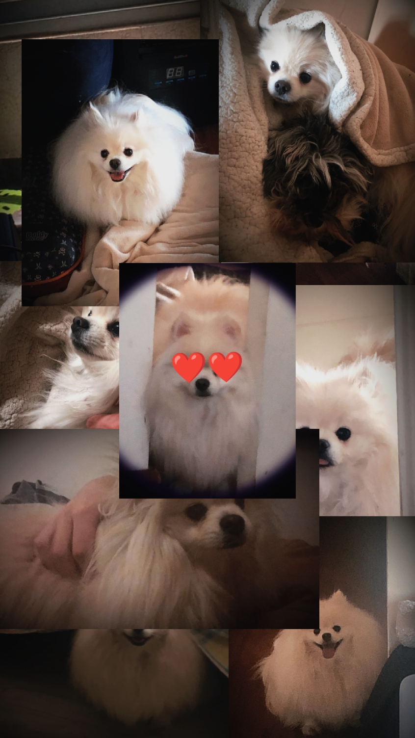 memories of ur pet