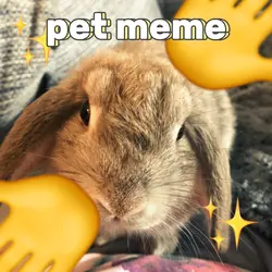 pet meme โค๏ธ