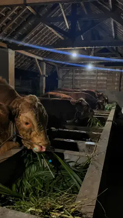 story sapi