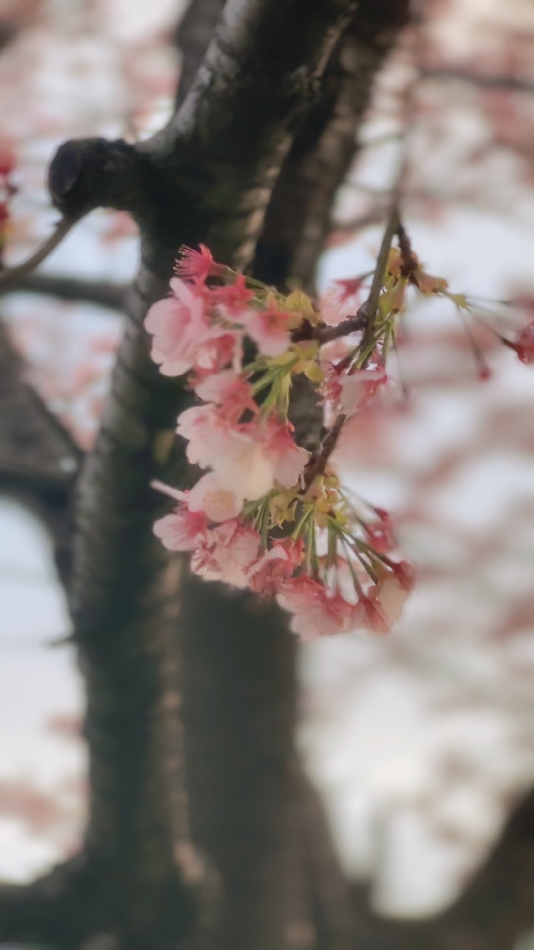 Sakura 🌸(8 video 🎥)
