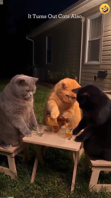 Cerita kucing 