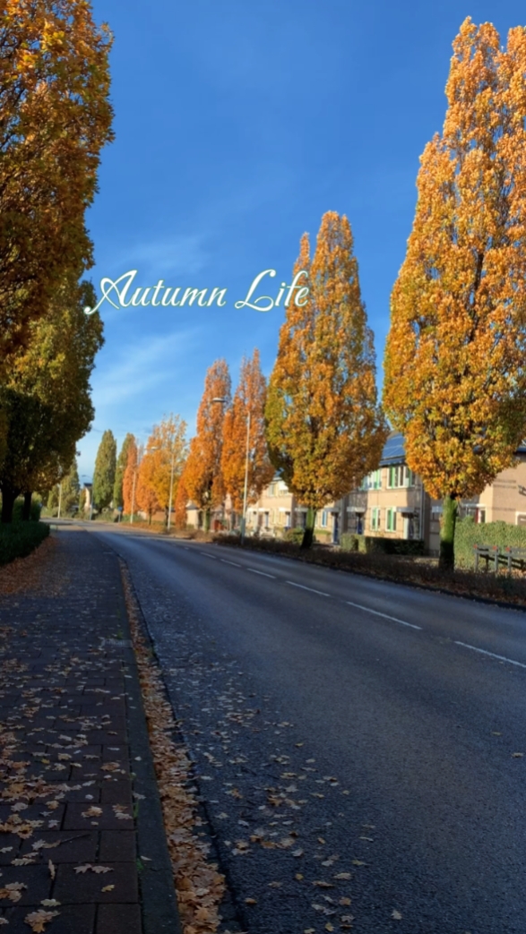 Autumn Life 