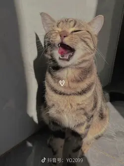 beatdrop 