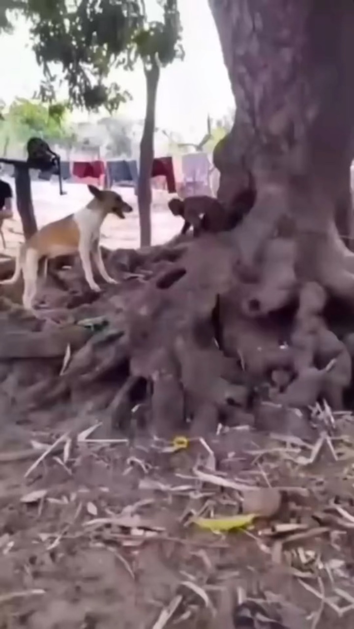 Tampilan Furnitur Gaya TikTok