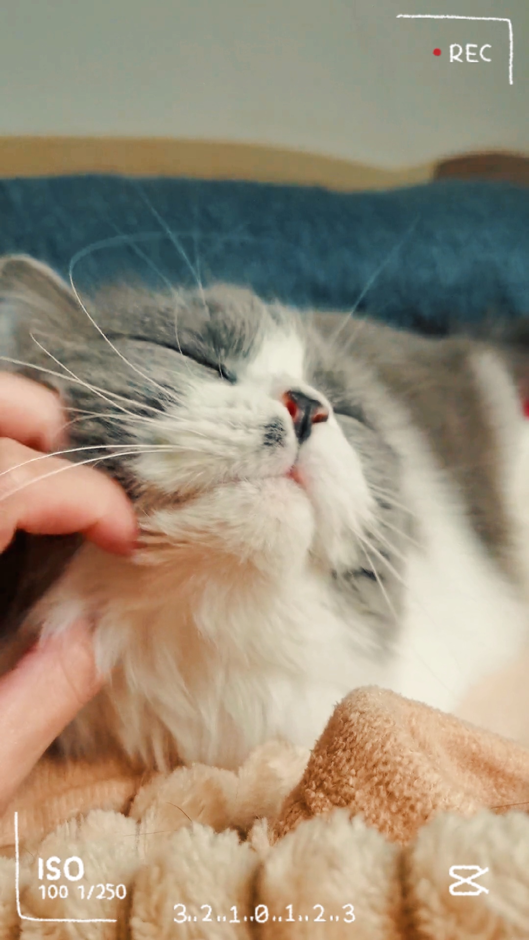 Pecinta kucing