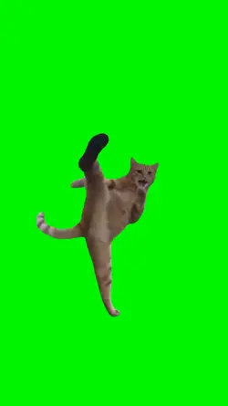 karate cat