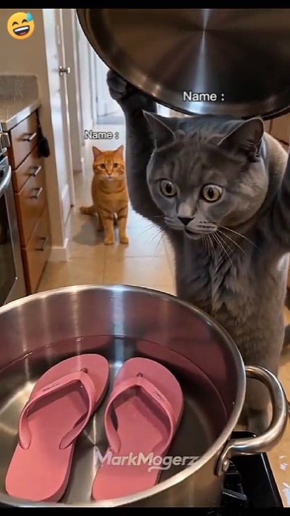 Cat Funny 