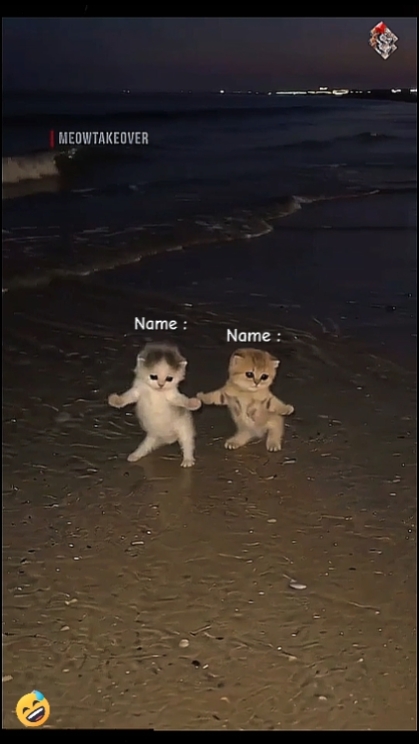 Cute Cat