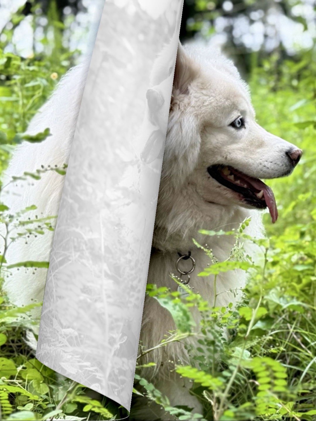 Dogs Photo Montage 