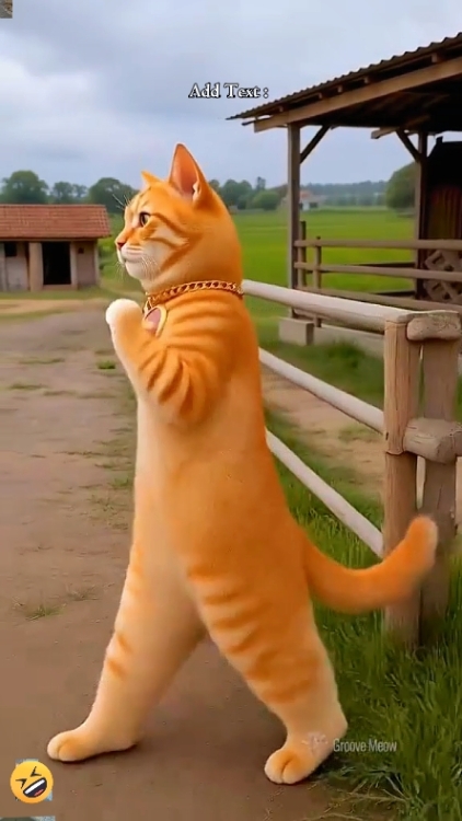Dance Cat Trend