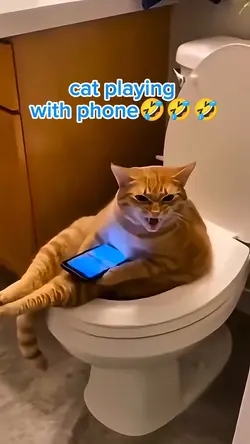 cat playing with pho