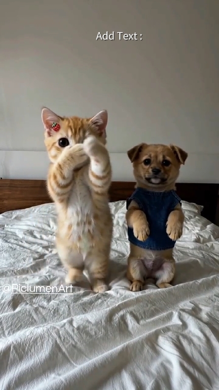 Gato gracioso. 