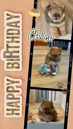Dog Birthday