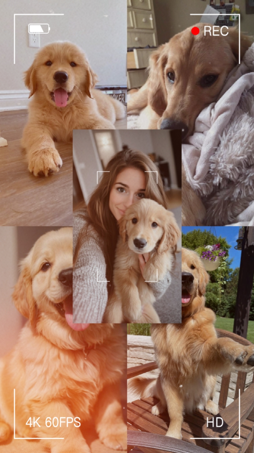 Animal Edits