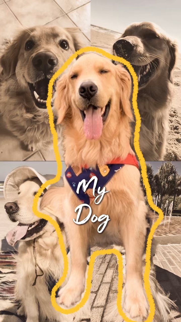 My Dog 