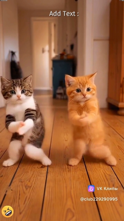 funny cat