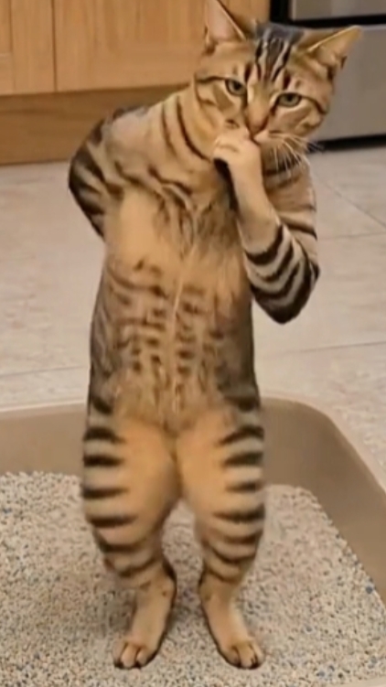 Lustige Katze '