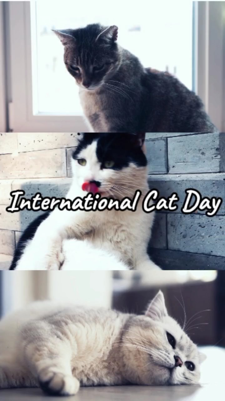 Kedi Günü 