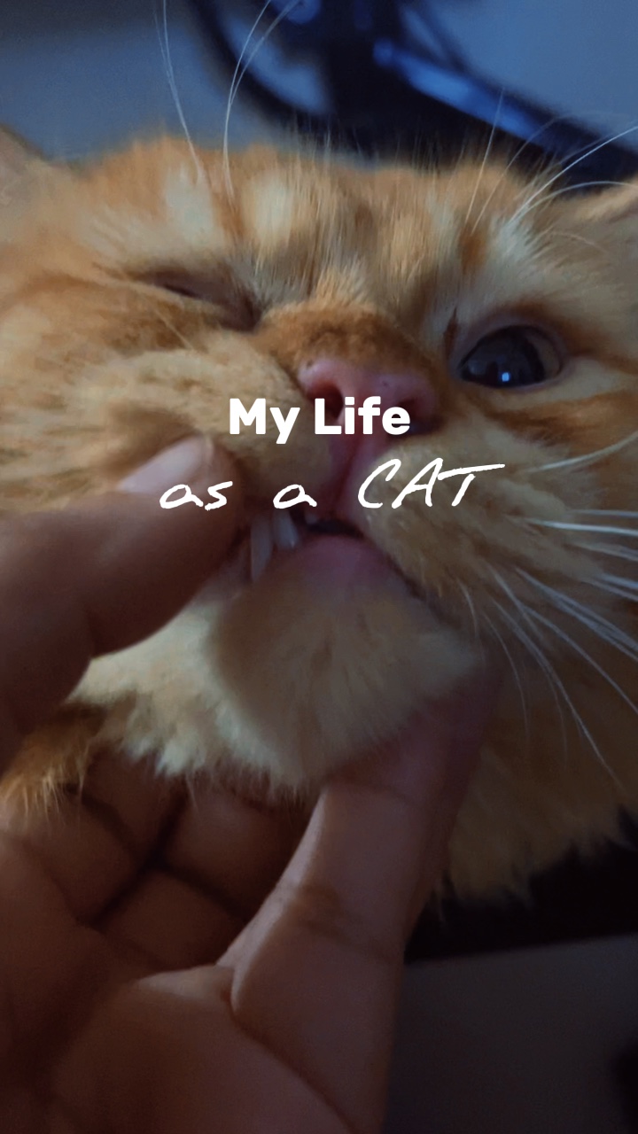 VIDA DE GATO