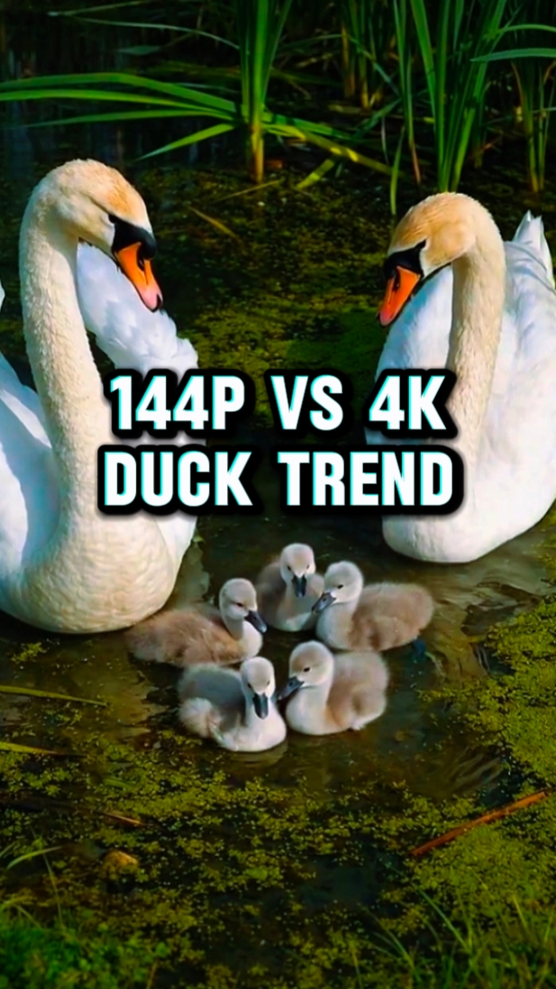 144p vs 4k trendi