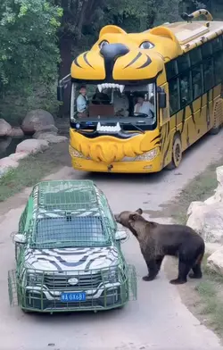 Ursul dansator 🤣