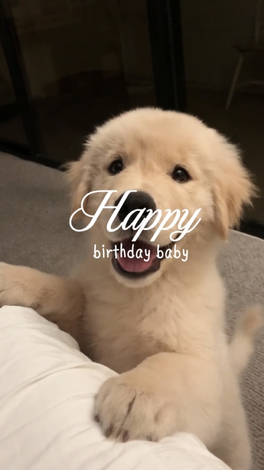 Hund Geburtstag 