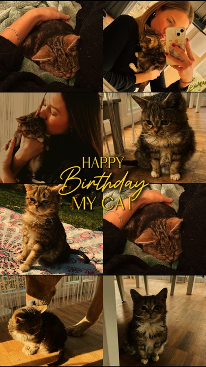 Aniversário meu gato