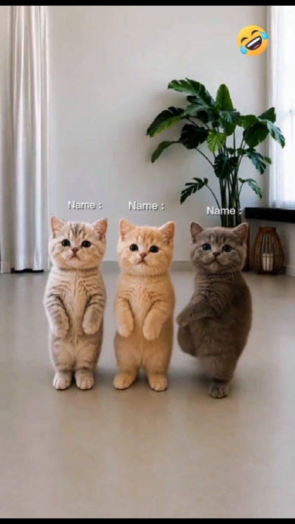 Dancing Cat Trend