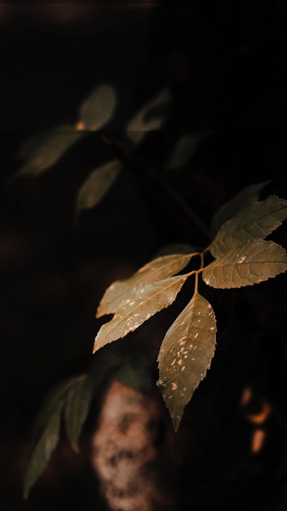 Naturaleza Cinemática 