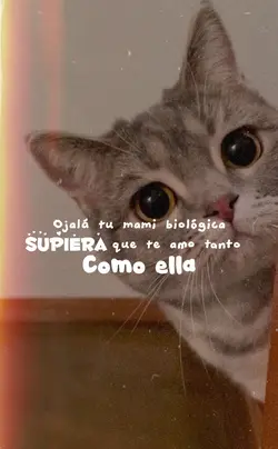 Gatos