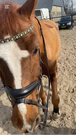 Love my horse