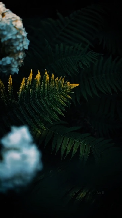 Cinematic Nature 
