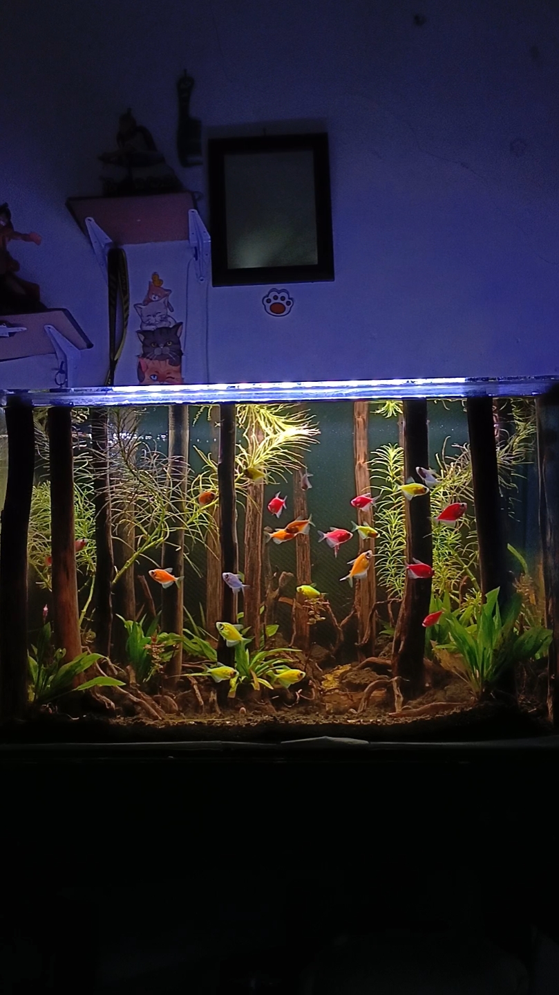 Aquarium ikan hias