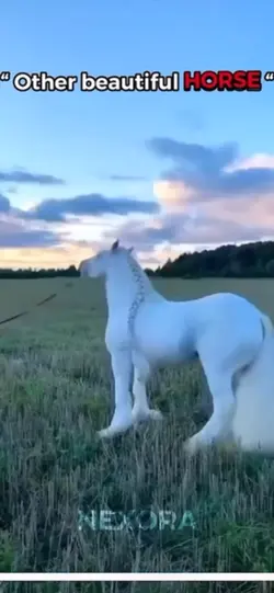 My beautiful horse