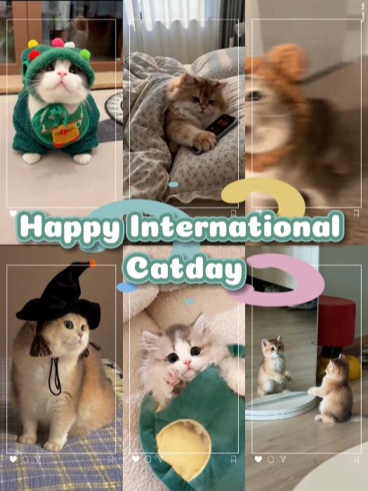 Happy Catday