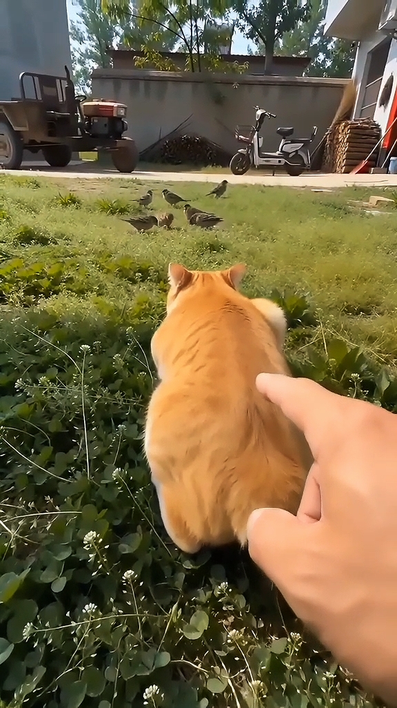 Kucing yang terkejut